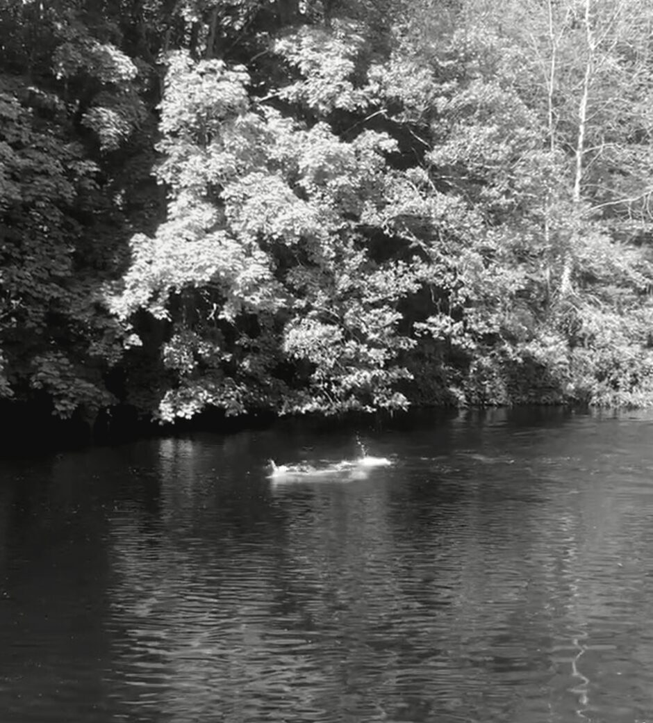 Swimming in a wooded river